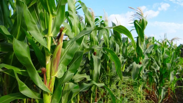 cara menanam jagung